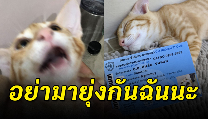 สาวอยากทำบัตรประชาชนให้แมว แต่แมวไม่ให้ความร่วมมือจนกลายเป็นมีมสุดฮาในโลกออนไลน์