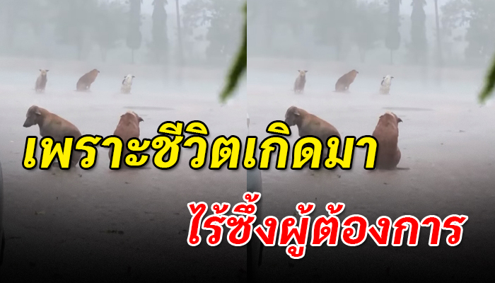 ฝนตกหนักไร้แม้ร่มเงาจะหลบ ได้แต่นั่งขดตัวหนาวสั่นเพราะชีวิตที่เกิดมาเป็นหมาจร