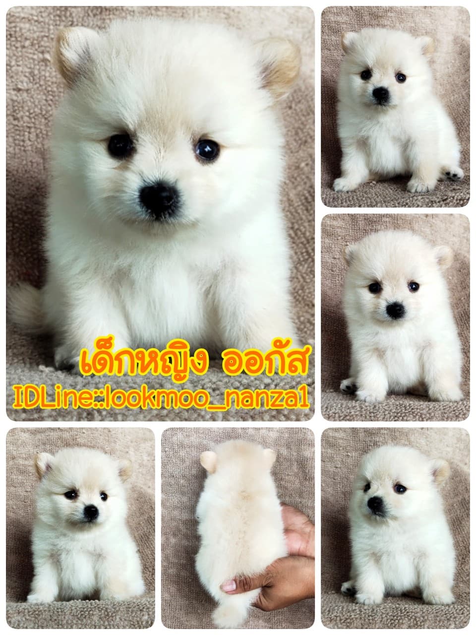 ปอมแท้7900.-