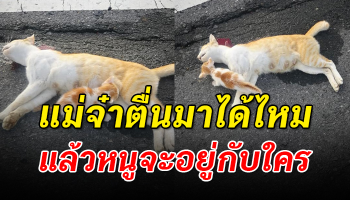 น้ำนมสุดท้ายจากแม่หลังถูกปล่อยทั้งแม่ทั้งลูก จนตัวแม่นั้นถูกรถชนจนสิ้นใจ