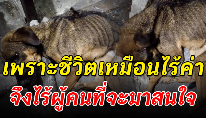 มาขออาศัยมาขอข้าวกินวันละมื้อ วันนี้กลับป่วยผอมแห้งจนเหลือแต่หนังหุ้มกระดูก