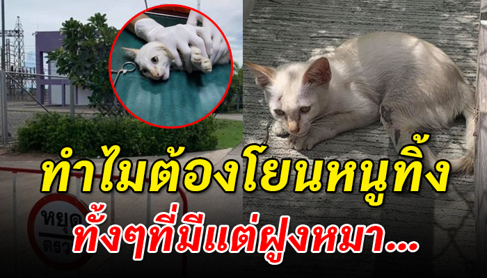 แอบมาโยนไว้ทั้งๆที่รู้ว่ามีหมา หลังที่ทำงานไม่มีแม้แต่ทางจะหนี
