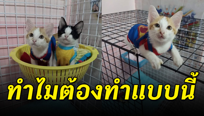 สาวขอลูกแมวไปเลี้ยง ส่งให้ถึงบ้านแต่พอรับไปกลับเอาน้องไปปล่อยให้สิ้นใจ