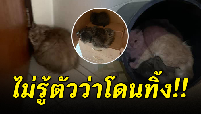 เหมียว10 กว่าชีวิตได้แต่รอเจ้าของกลับมา ไม่รู้เลยว่าถูกทิ้ง
