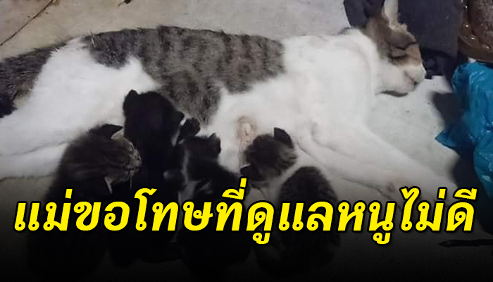 แม่แมวโดนสุนัขฟัดจนหมดแรง สู้คลานมาให้นมลูกหวังให้ลูกได้อิ่มเป็นมื้อสุดท้าย
