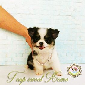 ชิวาวา ฟาร์มแรกของประเทศไทย (By T CUP SWEET HOME)