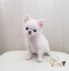 ชิวาวาคุณภาพสูงสุด (Tcupsweethome)