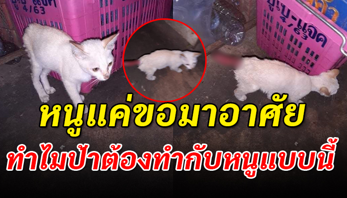 เกิดเป็นจรอาศัยอยู่ในตลาด กลับถูกน้ำร้อนราดใส่เพราะเห็นว่าเป็นแค่แมวจร