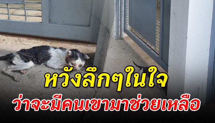 ไร้เรี่ยวแรงจะขยับตัว เพราะป่วยจนเดินไม่ไหวได้แต่นอนรอวันสิ้นใจ