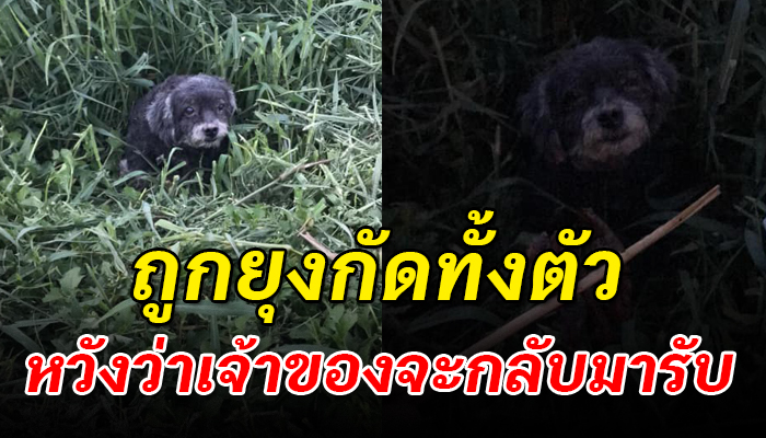 แอบนอนซุกในโพรงหญ้าไม่รู้ว่าถูกนำมาปล่อย ทั้งยุงทั้งหมาแต่ก็ยังคอย