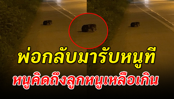 เจ้าตูบ ถูกเขาพรากลูกไปจากอก หลังถูกปล่อยไว้นานสัปดาห์