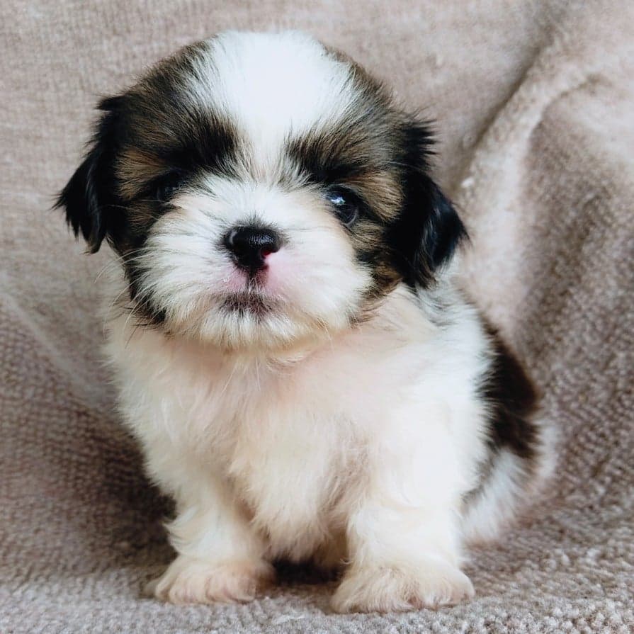 ชิสุทอยแท้!!!! 3สี