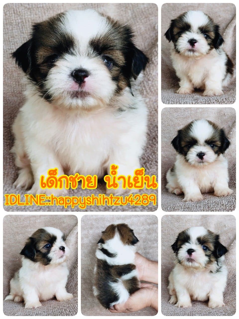 ชิสุทอยแท้!!!! 3สี