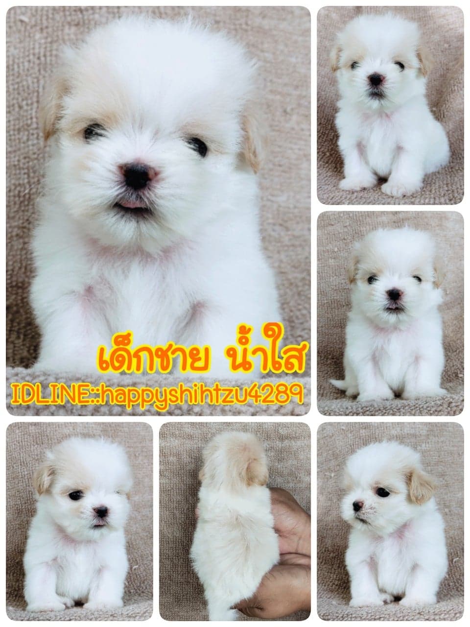 ชิสุผสมปอม
