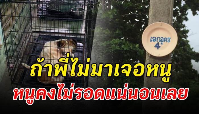 ถูกจองจำเอาไว้ให้อยู่แต่ในกรง ไม่มีน้ำสักหยดที่จะประทังความหิว