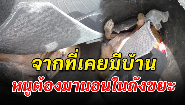 จากที่เคยมีเจ้าของ ต้องกลายเป็นหมาจรมานอนแอบอยู่ในถังขยะรอเจ้าของมารับ