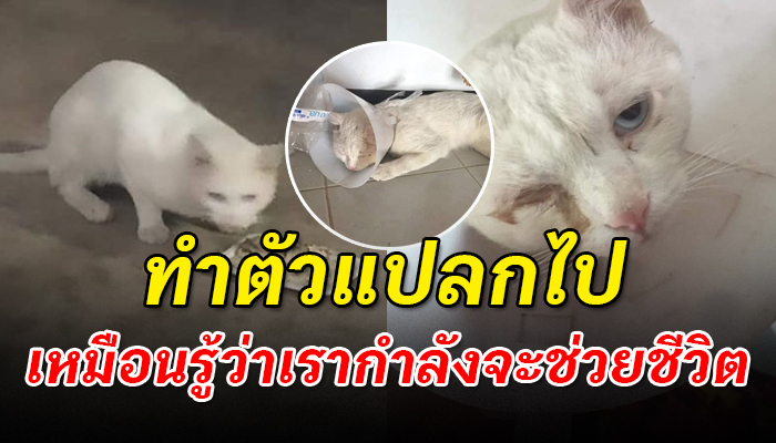 แมวจรทำตัวแปลกไป เหมือนรู้ว่าเรากำลังจะช่วยชีวิต
