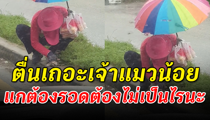 หนุ่มขายโดนัท นั่งกางร่มพร้อมปั๊มหัวใจให้กับลูกแมวที่กำลังจะสิ้นลมอยู่กลางถนน