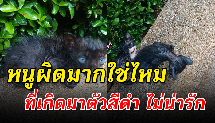 ถูกเขาเทเนื้อตัวเปียกปอน ต้องทนตากฝนทั้งคืน ไม่มีแม้ร่มเงาจะหลบเพราะยังเล็ก