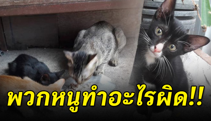 ผูกถุงปุ๋ยมัดปากนำมาเทไว้ คนงานโยนเข้าเครื่องอัดขยะ ได้ยินเสียงรอดทุกตัว
