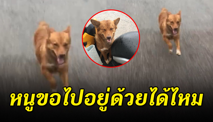 ตูบถูกปล่อยทิ้งไว้ วิ่งตามรถไม่ยอมหยุดแม้จะอ่อนล้าวิงวอนขอร้องให้ช่วย