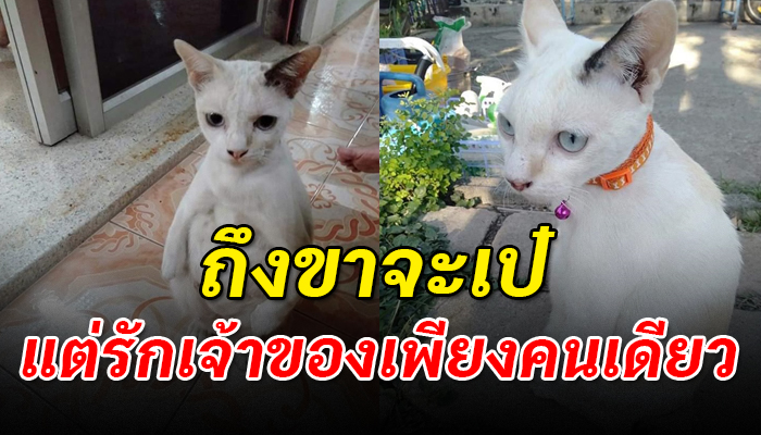 เจ้าเพนกวินแมวขาเป๋อดีตแมววัด ที่ขาดความรัก ฝันเป็นจริงมีบ้านกับเขาสักที