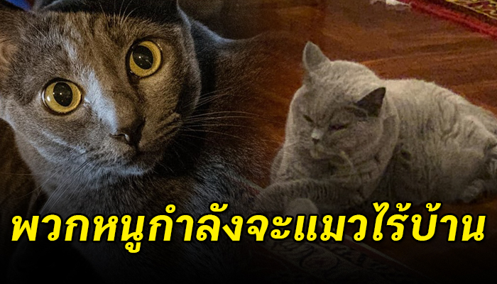 เป็นแมวตัวอ้วนอายุก็มากแล้ว แต่จู่ๆก็ต้องกลายเป็นแมวไร้บ้าน
