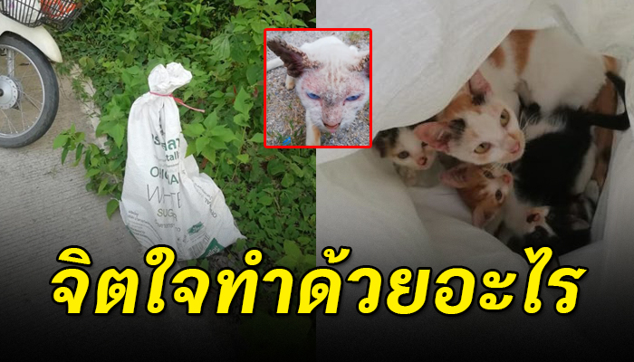 ขับรถมาเจอกระสอบดิ้นได้ เปิดข้างในพบเหมียวน้อยแม่ลูก 5 ชีวิต