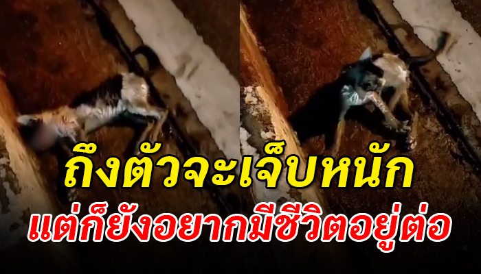 พยายามลุกขึ้นยืนสู้แม้ร่างกายจะเจ็บหนักจนยืนแทบไม่ไหว เพราะอยากมีชีวิตอยู่ต่อ
