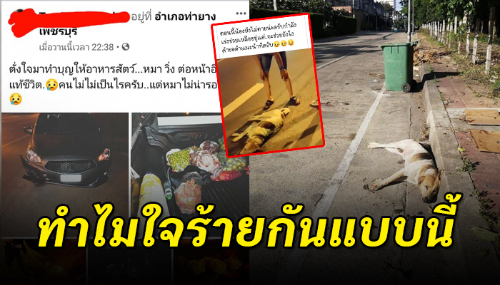 รู้ว่าผิดที่วิ่งตัดหน้ารถ แต่ชนที่ท่ายางกลับเอาไปปล่อยให้สิ้นใจข้างถังขยะชะอำ