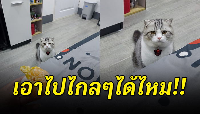 เอาไปไกลๆไดเไหม!! เจ้าของแกะส้มแต่แมวที่เลี้ยงไว้กลับทำหน้าไม่พอใจขั้นสุด