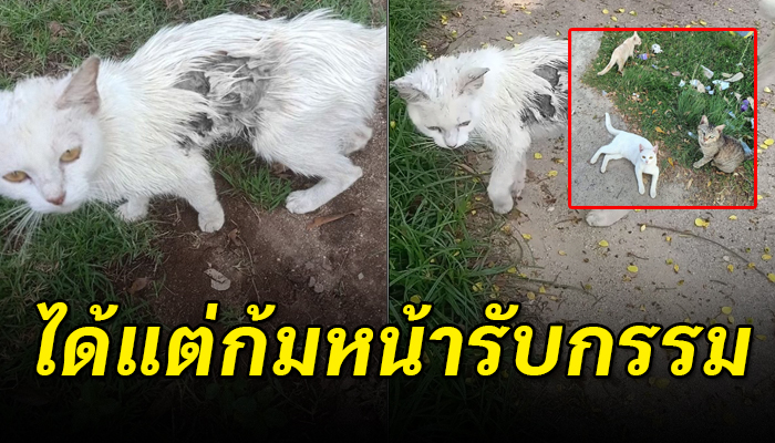 เคยมีเจ้าของแต่ถูกนำมาเทไว้ จึงต้องแอบอาศัยในศูนย์เด็กเล็ก ยังโดนคนน้ำร้อนราดอีก