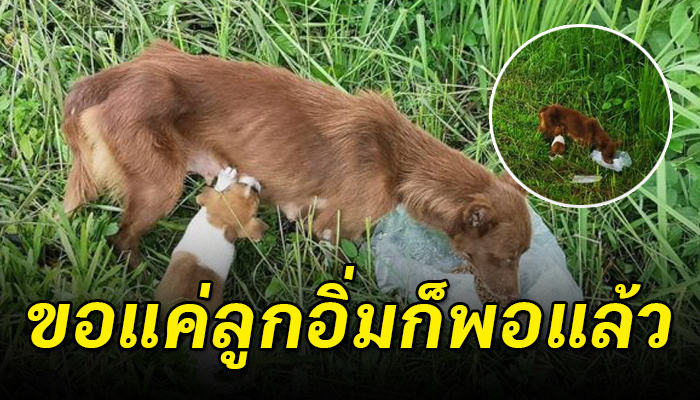 แม่หมายอมอดให้ลูกอิ่มแม้ตนจะผอมแห้งไร้แม้เรี่ยวแรงจะเดิน