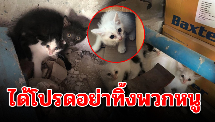 เจ้าเหมียวนอนขดตัวด้วยความกลัว เอาตัวซุกกันและกันไว้ไร้หนทางไป