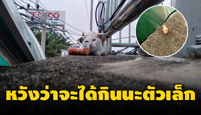 หนีหมามาอยู่บนสะพานลอย นอนหิวไร้เรี่ยวแรงจะลุกเดินต่อ สภาพเนื้อตัวสะบักสะบอม