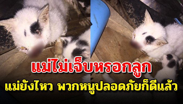 แม่แมวออกหาอาหารเลี้ยงลูกน้อยจนเติบใหญ่ แม้สภาพตัวจะไร้เกินเยียวยา