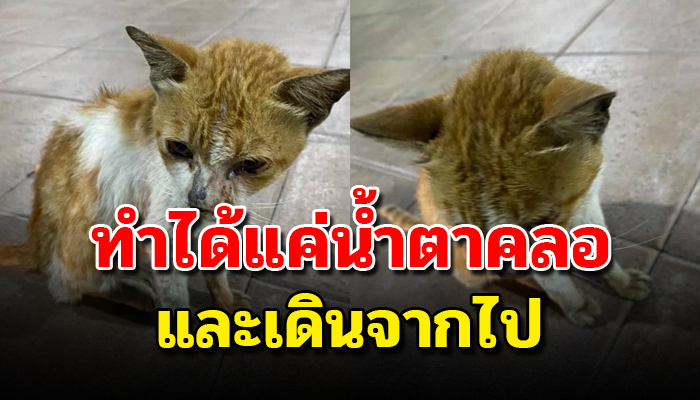 เดินมาร้องอ้อนวอนขอเศษอาหาร ด้วยสภาพไร้เรี่ยงแรงจะเดินต่อ