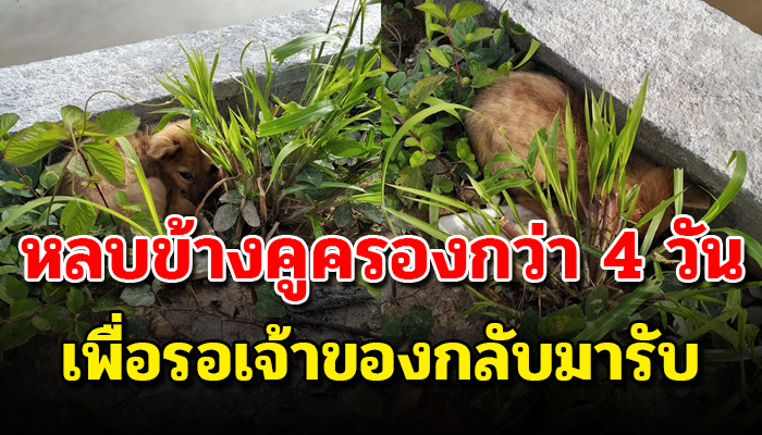 สุนัขนั่งตากฝนตากแดดกว่า4วันเต็ม เอาตัวซุกพุ่มหญ้าไว้เพื่อรอการกลับมาของเจ้าของ