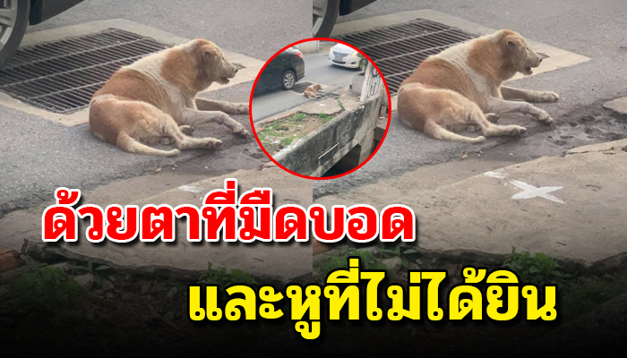 นอนนิ่งริมถนนไม่ยอมกระดิกไปไหน หลังตกคลองด้วยตาที่มืดบอดและหูที่ไม่ได้ยิน