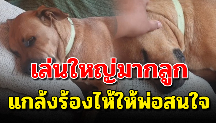 เล่นใหญ่มากลูก ตูบไซต์ใหญ่แกล้งร้องไห้ให้พ่อเห็นใจเวลาโดนบ่น