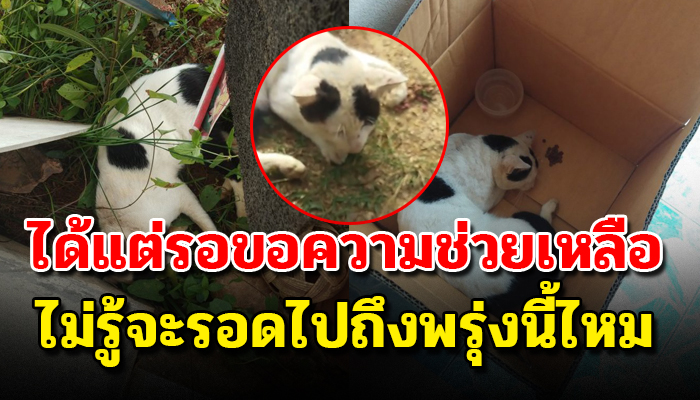 เจ้าเหมียวกระเสือกกระสน แบกสังขารคลานมาขอความช่วยเหลือ ด้วยซีกซ้ายใช้การไม่ได้