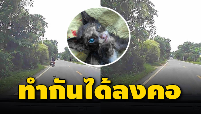 ลูกแมวนอนหายใจโรยรินกลางถนน คาดน่าจะถูกชนแต่ก็คงจะปล่อยเอาไว้ไม่ได้
