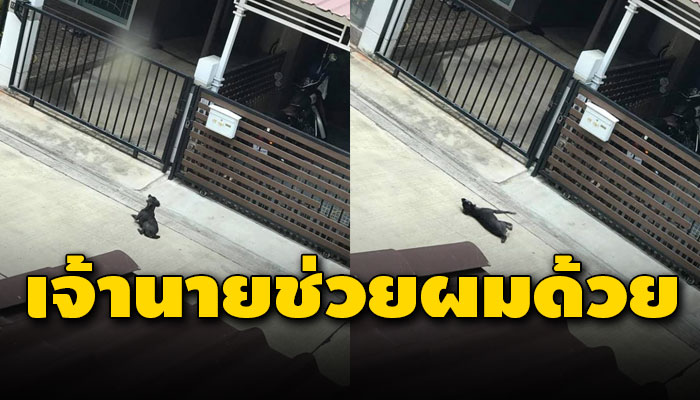 เจ้าตูบส่งเสียงร้องจนเป็นลมกลางถนนหลังพลัดหลงไม่ตัวว่าตนอยู่หนไหน