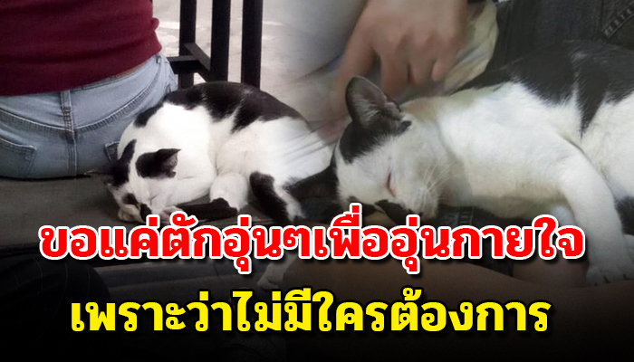 เร่ร่อนริมหาด ไปตามร้านหาเศษอาหารประทังความหิว อาศัยขอนอนบนตักด้วยอยากได้อบอุ่น