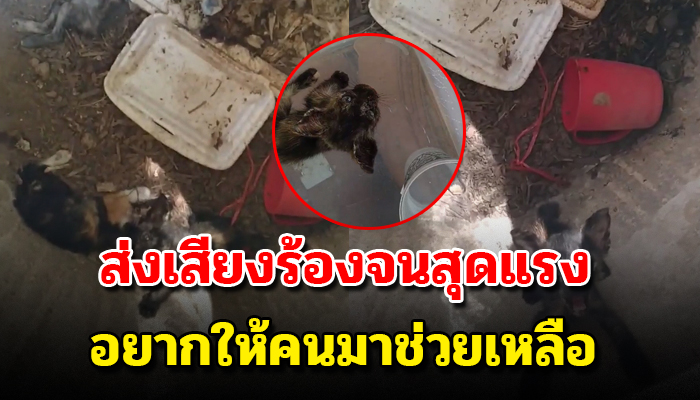 เจ้าเหมียวร้องจนสุดแรง หลังถูกคนใจร้ายเอามาปล่อยไว้ในโอ่งกลางป่ากะให้สิ้นใจไปเอง
