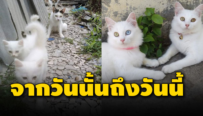 จากที่เคยหอบลูกหอบเต้ามาขอข้าวประทังความหิว มาในวันนี้กลายเป็นแมวตาสองสี
