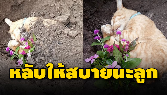สุดอาลัย นำแมวแช่ช่องฟรีซในตู้เย็น เพื่อเก็บร่างน้องไว้กลับไปฝังร่วมกับพี่ๆ
