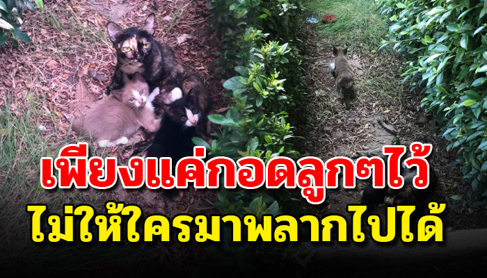 แอบอาศัยในพุ่มไม้ใต้คอนโด ด้วยตัวแม่เป็นเพียงจรจึงกอดลูกเอาไว้แน่นข้างกาย