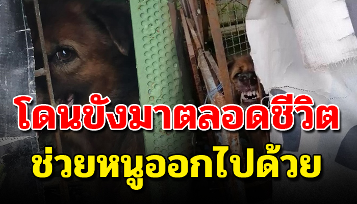 เจ้าตูบถูกเจ้าของกักขังมาตลอดทั้งชีวิต ฝนตกแดดออกก็ต้องทน ทำอะไรไม่ได้นอกจากอดทน