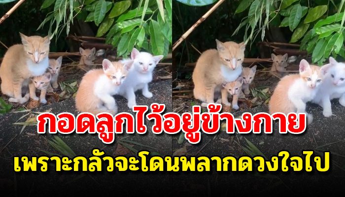 ถูกเอามาเทกลางป่ารกยกครัว ไม่รู้ตัวว่าตนอยู่หนไหน แต่หน้าที่แม่ก็ปกป้องลูกสุดใจ